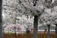 Virágzik a japán cseresznyefasor Szolnokon